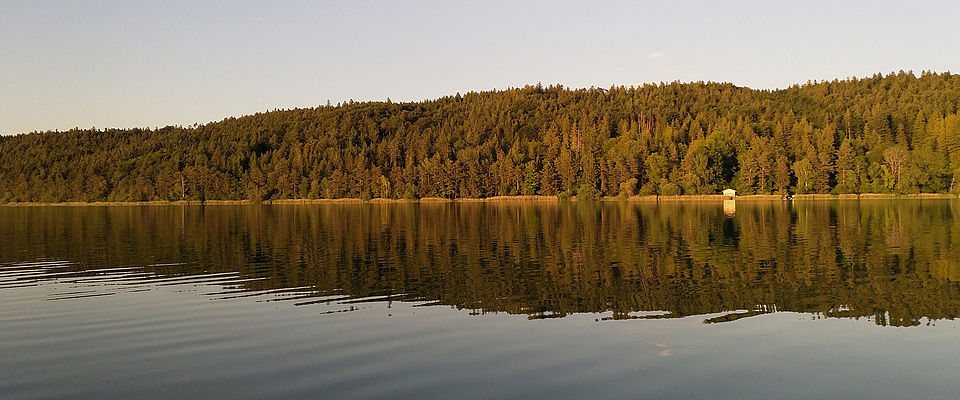 Blick über den See auf das Seeholz bei Abendsonne